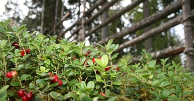 Länsförsäkringar Fastighetsförmedling Mora, Orsa, Idre & Älvdalen