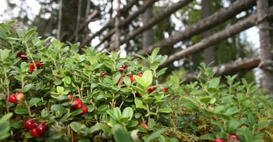 Länsförsäkringar Fastighetsförmedling Mora, Orsa, Idre & Älvdalen